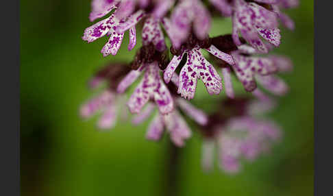 Purpur-Knabenkraut (Orchis purpurea)