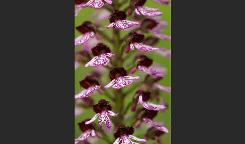 Purpur-Knabenkraut (Orchis purpurea)