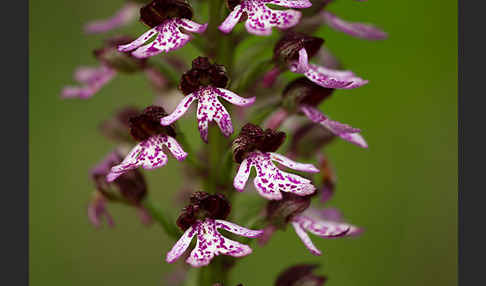 Purpur-Knabenkraut (Orchis purpurea)