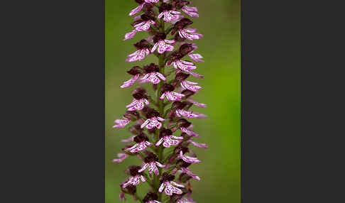 Purpur-Knabenkraut (Orchis purpurea)