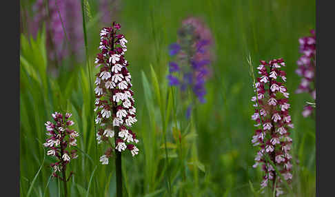 Purpur-Knabenkraut (Orchis purpurea)