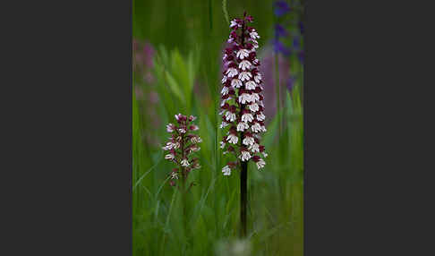 Purpur-Knabenkraut (Orchis purpurea)