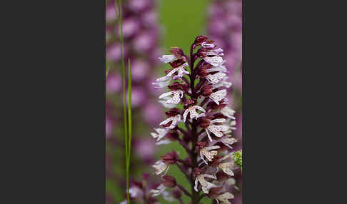 Purpur-Knabenkraut (Orchis purpurea)