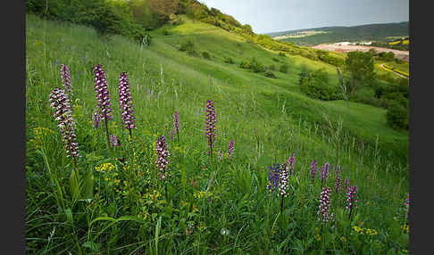 Purpur-Knabenkraut (Orchis purpurea)