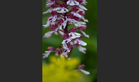 Purpur-Knabenkraut (Orchis purpurea)