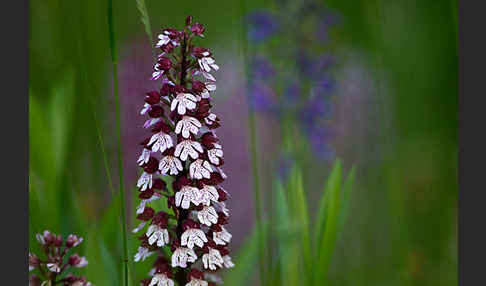 Purpur-Knabenkraut (Orchis purpurea)