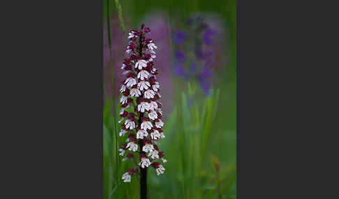 Purpur-Knabenkraut (Orchis purpurea)