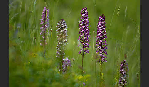 Purpur-Knabenkraut (Orchis purpurea)