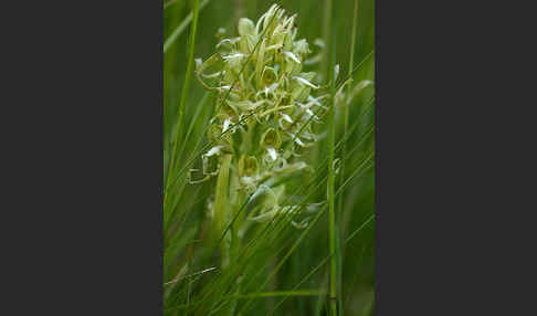 Bocks-Riemenzunge (Himantoglossum hircinum)