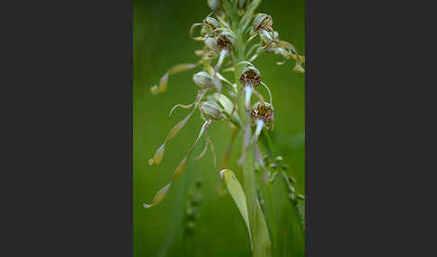 Bocks-Riemenzunge (Himantoglossum hircinum)