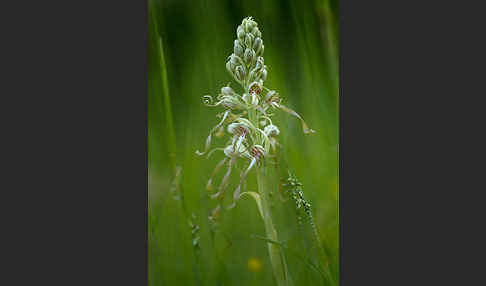 Bocks-Riemenzunge (Himantoglossum hircinum)