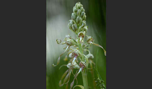 Bocks-Riemenzunge (Himantoglossum hircinum)