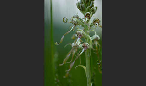 Bocks-Riemenzunge (Himantoglossum hircinum)