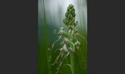 Bocks-Riemenzunge (Himantoglossum hircinum)