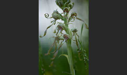 Bocks-Riemenzunge (Himantoglossum hircinum)