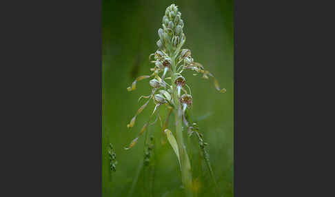 Bocks-Riemenzunge (Himantoglossum hircinum)