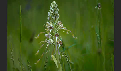 Bocks-Riemenzunge (Himantoglossum hircinum)