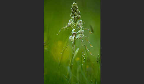 Bocks-Riemenzunge (Himantoglossum hircinum)