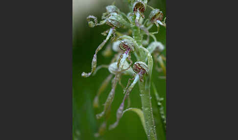 Bocks-Riemenzunge (Himantoglossum hircinum)