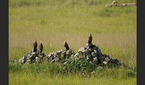 Schwarzmilan (Milvus migrans)