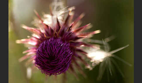 Nickende Distel (Carduus nutans)