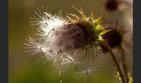 Nickende Distel (Carduus nutans)