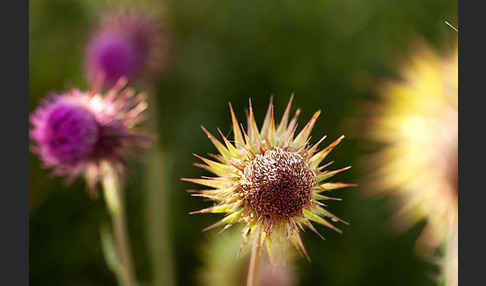 Nickende Distel (Carduus nutans)