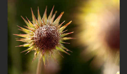 Nickende Distel (Carduus nutans)