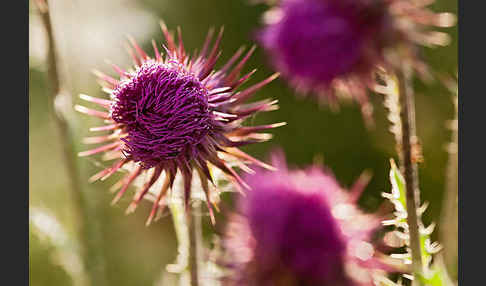 Nickende Distel (Carduus nutans)