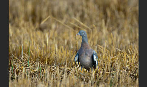 Ringeltaube (Columba palumbus)