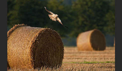 Mäusebussard (Buteo buteo)