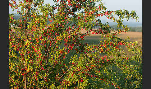 Mirabelle (Prunus domestica subsp. Syriaca)