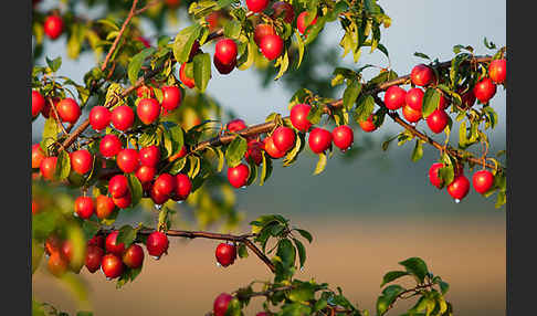 Mirabelle (Prunus domestica subsp. Syriaca)