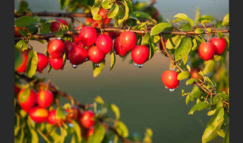 Mirabelle (Prunus domestica subsp. Syriaca)