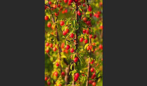 Mirabelle (Prunus domestica subsp. Syriaca)