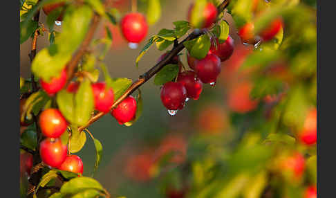 Mirabelle (Prunus domestica subsp. Syriaca)