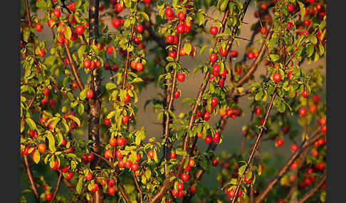 Mirabelle (Prunus domestica subsp. Syriaca)