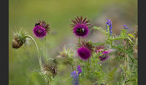 Nickende Distel (Carduus nutans)