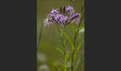 Pracht-Nelke (Dianthus superbus)