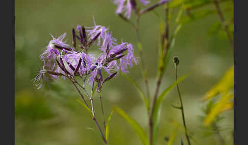 Pracht-Nelke (Dianthus superbus)