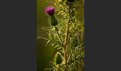 Lanzett-Kratzdistel (Cirsium vulgare)