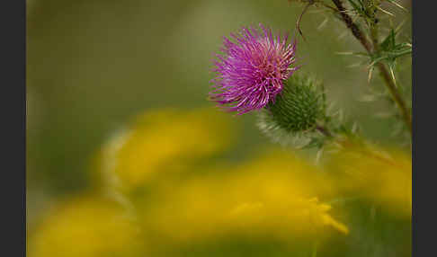 Lanzett-Kratzdistel (Cirsium vulgare)