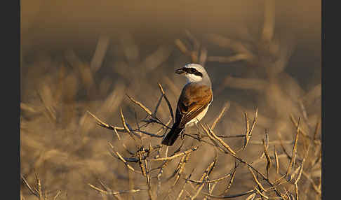 Neuntöter (Lanius collurio)