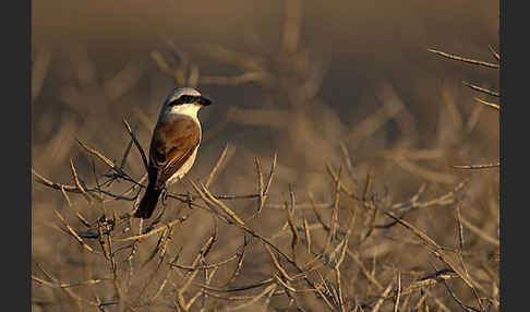 Neuntöter (Lanius collurio)