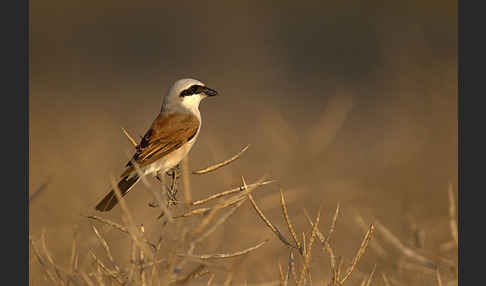 Neuntöter (Lanius collurio)