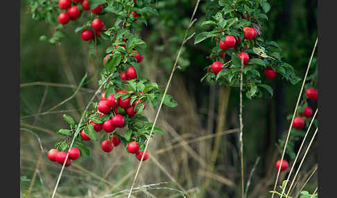 Mirabelle (Prunus domestica subsp. Syriaca)