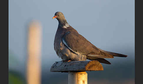 Ringeltaube (Columba palumbus)