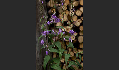 Nesselblättrige Glockenblume (Campanula trachelium)