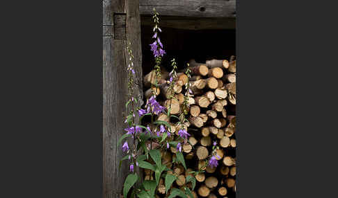 Nesselblättrige Glockenblume (Campanula trachelium)