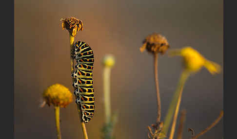 Schwalbenschwanz (Papilio machaon)